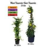 Mavi Yasemin Fidanı+Sarı Yasemin Fidanı 2'li Bahçe Peyzaj Bitki Seti, SRD04022025BYB513