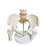 Maxi Omurga Pelvis Maketi Model 24