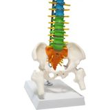Maxi Renkli Omurga Maketi 45 cm Model 14 Pvc Materyalden Yapılmış Eğitim Aracı