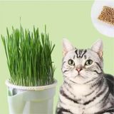 (Maxi Set- 12 Aylık Kullanım) Topraksız Suda Kedi Çimi Yetiştirme Kiti + 12 Aylık Tohum