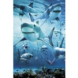 Maxi Shark Poster