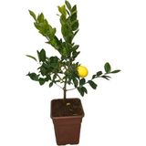 Mayer Saksıda Bodur Limon Fidanı 60 - 100 cm Narenciye Cinsi İç Mekan Bitkisi