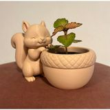 Mays 3D Studio Sevimli Sincap Saksı Dekoratif Mini Çiçeklik