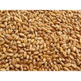 MAYSAN Buğday 15 kg Yemlik Buğday (Tavuk, Ördek, Güvercin, Kaz, Bıldırcın ve Tüm Kanatlılar Için)