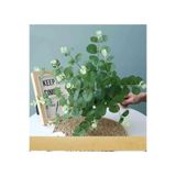 MD Aspiz Flowers 1 Adet Yapay 16 Dalı Okaliptus Demeti ____ Saksısız Yaprağı Sarkıt Çiçe?i Bitki Sarmaşık Ağacı Kuru
