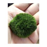 Meç Akvaryum Canlı Bitki (1 Adet) (Moss Ball) (Yosun Topu) (Küçük) 2-3CM