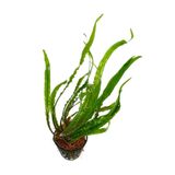 Meç Akvaryum Canlı Bitki (1 Kök) (Cryptocoryne) (Amozon Hançeri)