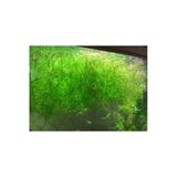 Meç Akvaryum Canlı Bitki 1 Paket (10X10) (Lepistes Otu) (Najas Guadalupensis)