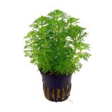 Meç Akvaryum Canlı Bitki (LİMNOPHİLA SESSİLİFLORA)