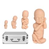 MedEduQuest Fetus Öğretim Model Seti, 12, 16, 22, 30 Haftada Anatomik İnsani Gelişme Aşamaları, Öğrenciler için Gebelik Eğitim Aracı, Ebeler -Erkek