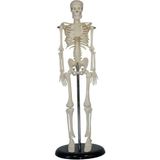 Medikal Insan Iskelet Modeli 45 cm Insan Iskelet Maketi