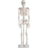 Medikal Market TR Insan Iskeleti Modeli 85 cm