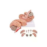 Medikaltec Beyin Maketi Model 52 – Dayan - Medikaltec Beyin Maketi Model