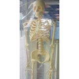 Medikaltec İnsan İskeleti İskelet Maketi