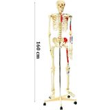 Medikaltec İskelet Modeli 160cm İnsan İskeleti Gerçek Boyut