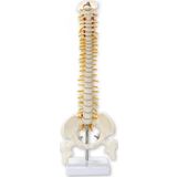Medikaltec Omurga Maketi 45 Cm Model 13