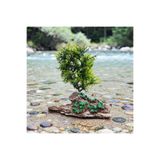Medusa Küçük Bonsai Bitki2 Akvaryum Dekoru