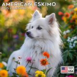 MegaCalendars - American Eskimo Calendar 2024 - Dog Breed Wall Calendar