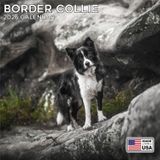 MegaCalendars - Border Collie Calendar 2024 - Dog Breed Wall Calendar