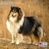 MegaCalendars - Collie Calendar 2024 - Dog Breed Wall Calendar