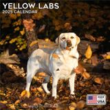 MegaCalendars - Yellow Labrador Calendar 2024 - Dog Breed Wall Calendar