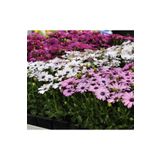 megcito Bodrum Papatyası (Kalıcı Çok Çiçeklenen) Sarı, Pembe Renkli - 5 Tohum