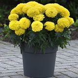 megcito Kadife Çiçeği (Marigold Büyük Çiçek) Sarı Renkli - 10 Tohum
