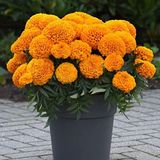 megcito Kadife Çiçeği (Marigold Büyük Çiçek) Turuncu Renkli - 10 Tohum