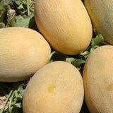 megcito Kavun Ananas Tohumu - Aksel 10 gr