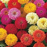 megcito Kirli Hanım Çiçeği Tohumu (Büyük Çiçekli Zinnia) Karışık Renkli - 5 Tohum