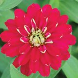 megcito Kirli Hanım (Zinnia İri Çiçek) Kırmızı Beyaz Renkli - 5 Tohum