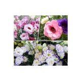 megcito Lisianthus (Lale Gül) Gelin Buketi Serisi - KARIŞIK (5 Tohum)