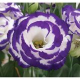 megcito Lisianthus (Lale Gül) Gelin Buketi Serisi - MAVİ NOKTA (5 Tohum)