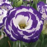 megcito Lisianthus (Lale Gül) Gelin Buketi Serisi - MAVİ NOKTA (5 Tohum)