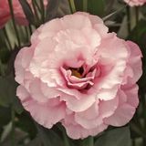 megcito Lisianthus (Lale Gül) Gelin Buketi Serisi - PEMBE (5 Tohum)