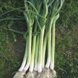 megcito Pırasa Uzunbilek Tohumu - Aksel 10 gr