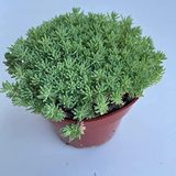 megcito Sedum Tohumu (İri Damarlı Yapraklar) Yeşil Renkli - 15 Tohum