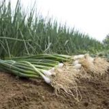 megcito Soğan Zümrüt Tohumu - Aksel 10 gr