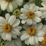 megcito Zinnia Çiçeği Tohumu (Mini Çiçekli, Kirli Hanım) Beyaz Renkli - 5 Tohum
