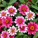 megcito Zinnia Çiçeği Tohumu (Mini Çiçekli, Kirli Hanım) Cherry Renkli - 5 Tohum
