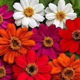 megcito Zinnia Çiçeği Tohumu (Mini Çiçekli, Kirli Hanım) Karışık Renkli - 5 Tohum
