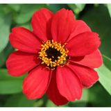 megcito Zinnia Çiçeği Tohumu (Mini Çiçekli, Kirli Hanım) Kırmızı Renkli - 5 Tohum