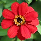 megcito Zinnia Çiçeği Tohumu (Mini Çiçekli, Kirli Hanım) Kırmızı Renkli - 5 Tohum
