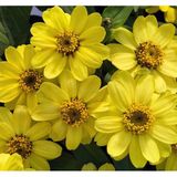 megcito Zinnia Çiçeği Tohumu (Mini Çiçekli, Kirli Hanım) Sarı Kırmızı Renkli - 5 Tohum