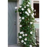 Mehtap Sefası Parfüm Kokulu Sarmaşık Tohumu Ipomoea Alba