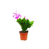 MEKA BOTANİK Fuşya Yılbaşı Çiçeği (schlumbergera) Tomurcuklu Ve Çiçekli Iç Mekan Bitkisi