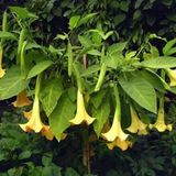 Melek Borazanı Brugmansia (Angels Trumpet) Fidanı Fidesi 10-20 Cm