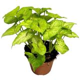 Melek Kanadı Çiçeği Fidanı 10-30 Cm Syngonium Mango Allusion