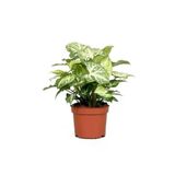 Melek Kanadı Iç Mekan Süs Bitkisi Syngonium Podophyllum 10-20 cm