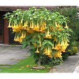 Meleklerin Borozanı Çiçeği Tohumu 3 Tohum Angel Trumpet + Süpriz